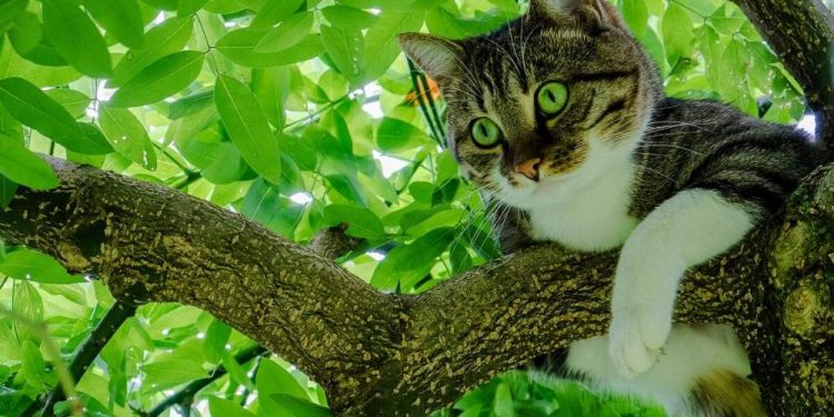 How To Make Your Cat Tree Attractive?