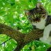 How To Make Your Cat Tree Attractive? How To Make Your Cat Tree Attractive?