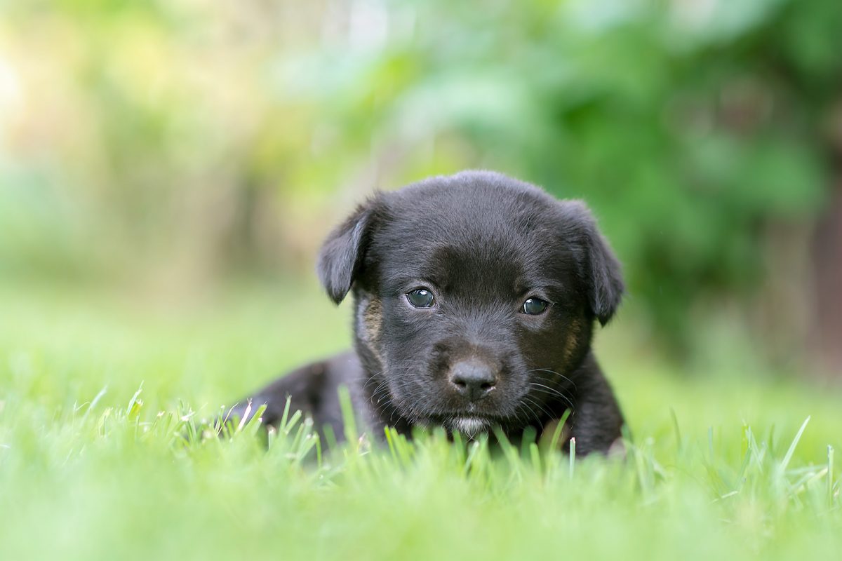 your puppy