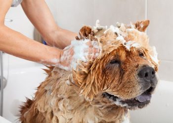 5 Best Dog Shampoo for Clean and Healthy Coats