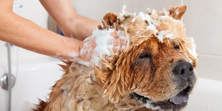 The 5 Best Dog Shampoo Opinion 2022