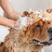 5 Best Dog Shampoo for Clean and Healthy Coats