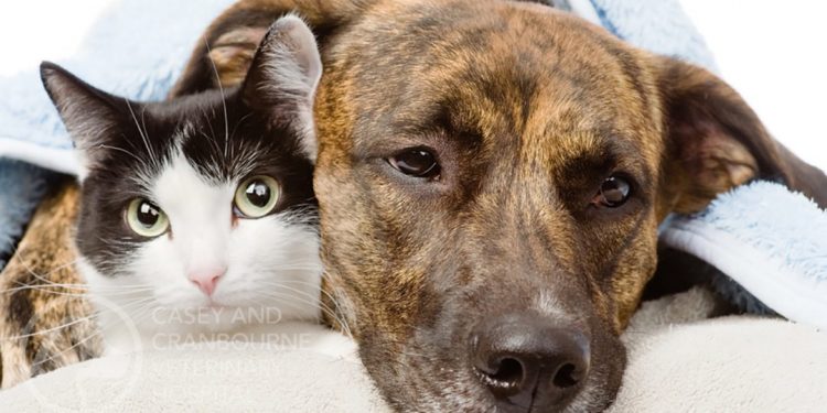Demodicosis: Symptoms And Treatment