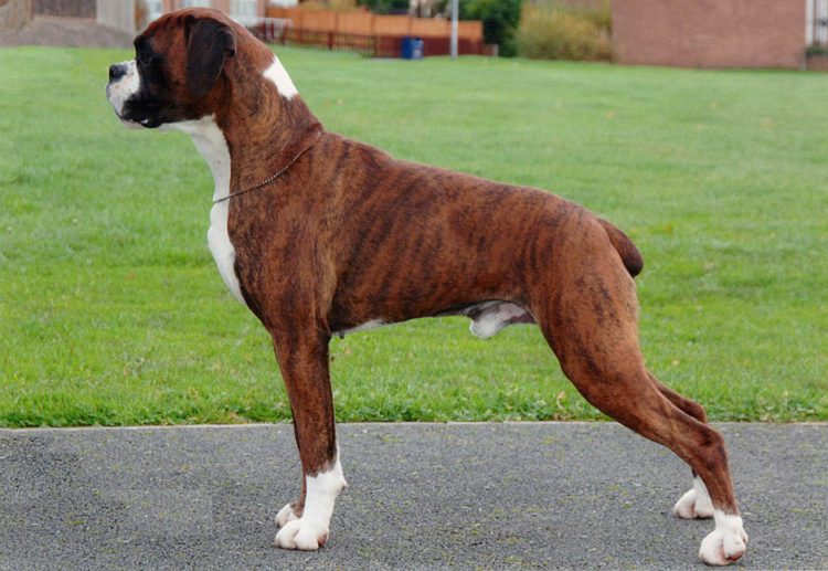 Boxer Dog Breed History Character And Care