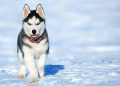 care of Siberian husky