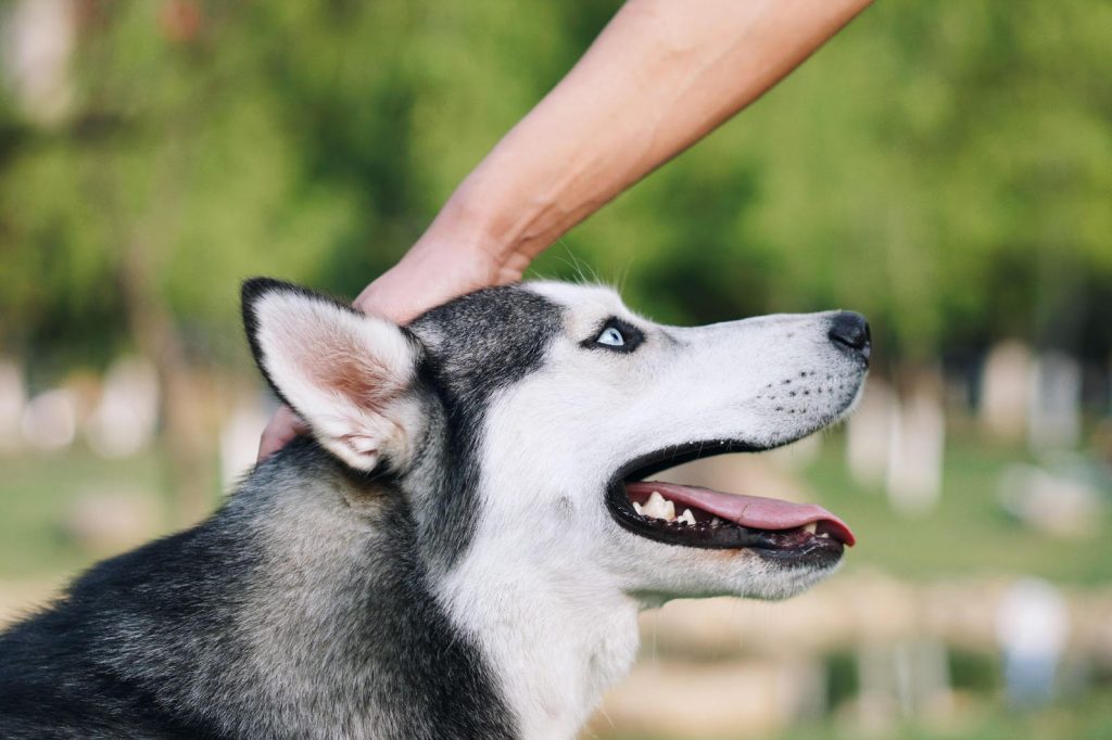 care of Siberian husky