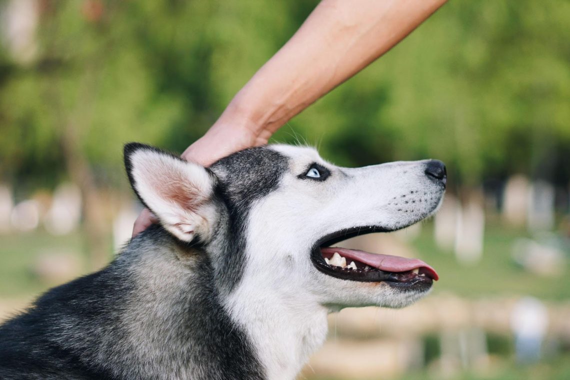 Health Conditions And Proper Care Of Siberian Husky