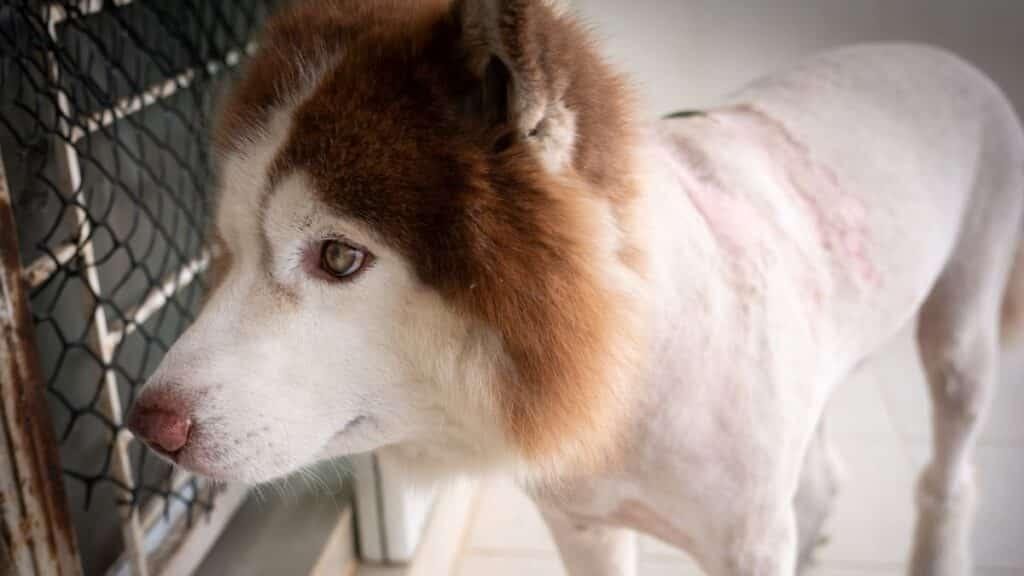 care of Siberian husky
