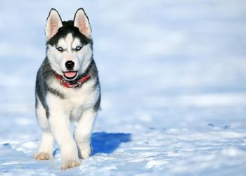 care of Siberian husky