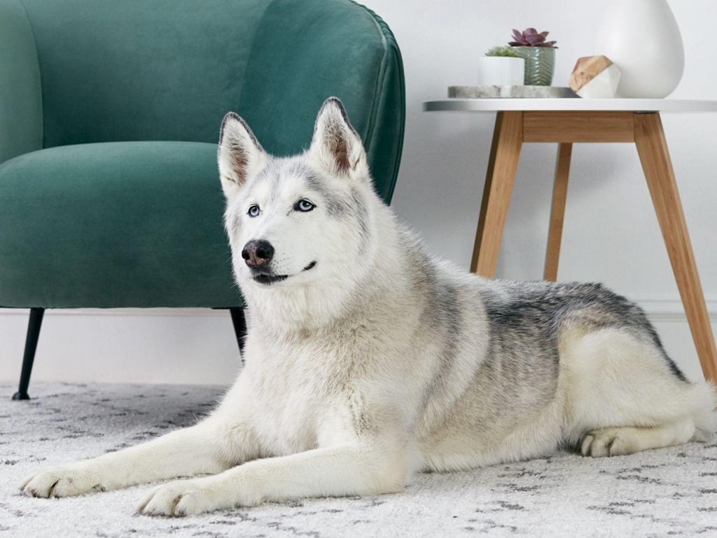 care of Siberian husky