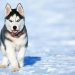 care of Siberian husky