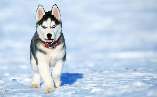 care of Siberian husky