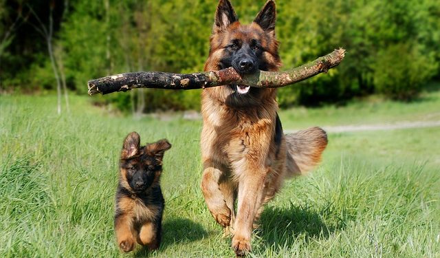 german shepherd puppy
