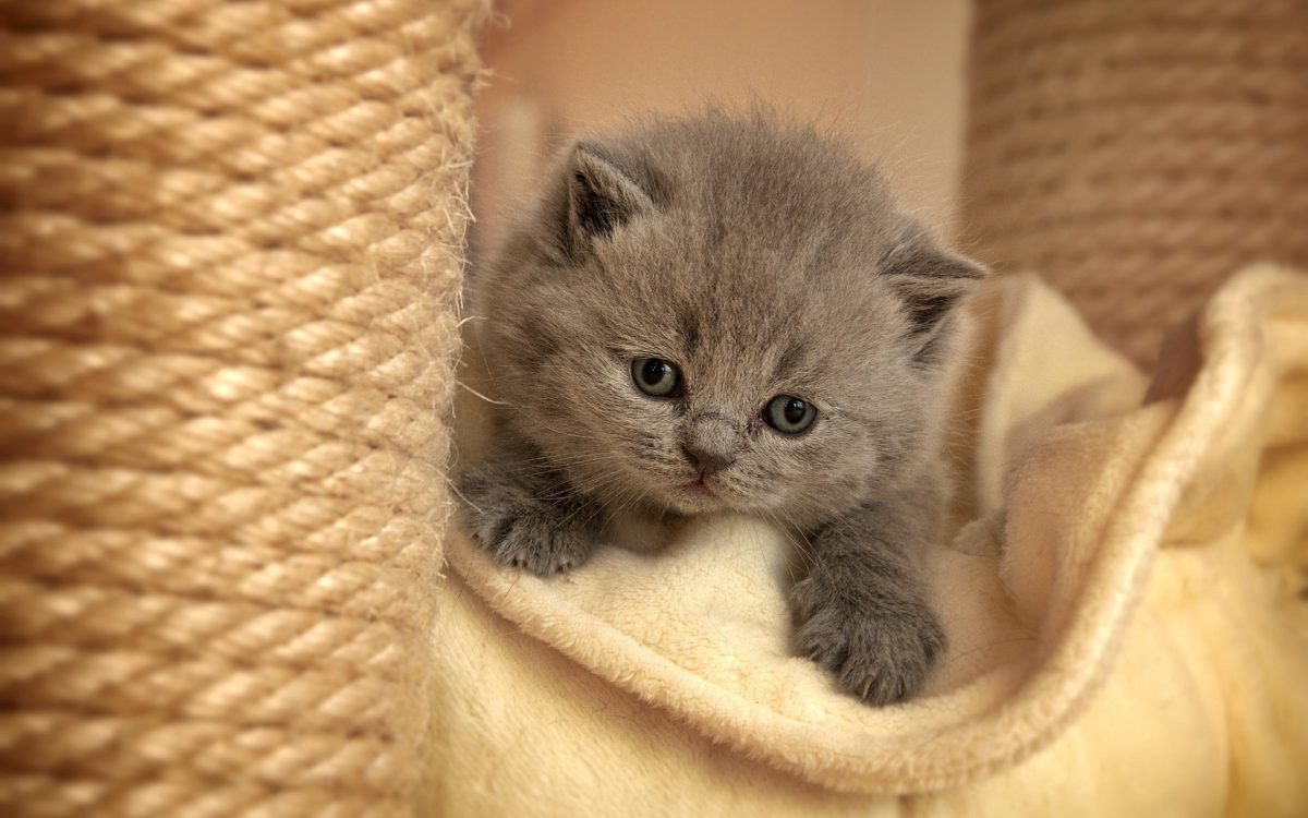 kitten
