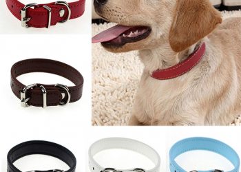 Best Dog Collars