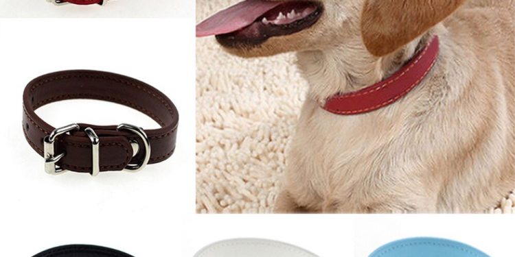 The 7 Best Dog Collars 1