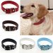 The 7 Best Dog Collars Best Dog Collars