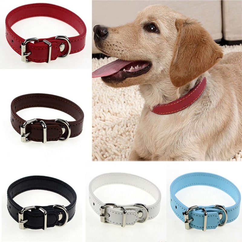 The 7 Best Dog Collars