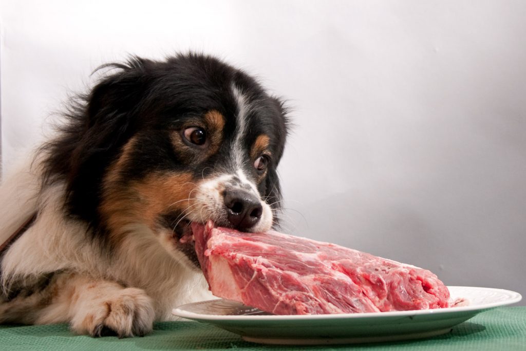 Meat Is The First And Most Important Ingredient In Dog Food