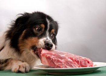 Meat Is The First And Most Important Ingredient In Dog Food
