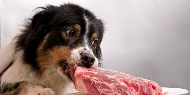 Meat Is The First And Most Important Ingredient In Dog Food