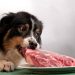 Meat Is The First And Most Important Ingredient In Dog Food Meat Is The First And Most Important Ingredient In Dog Food