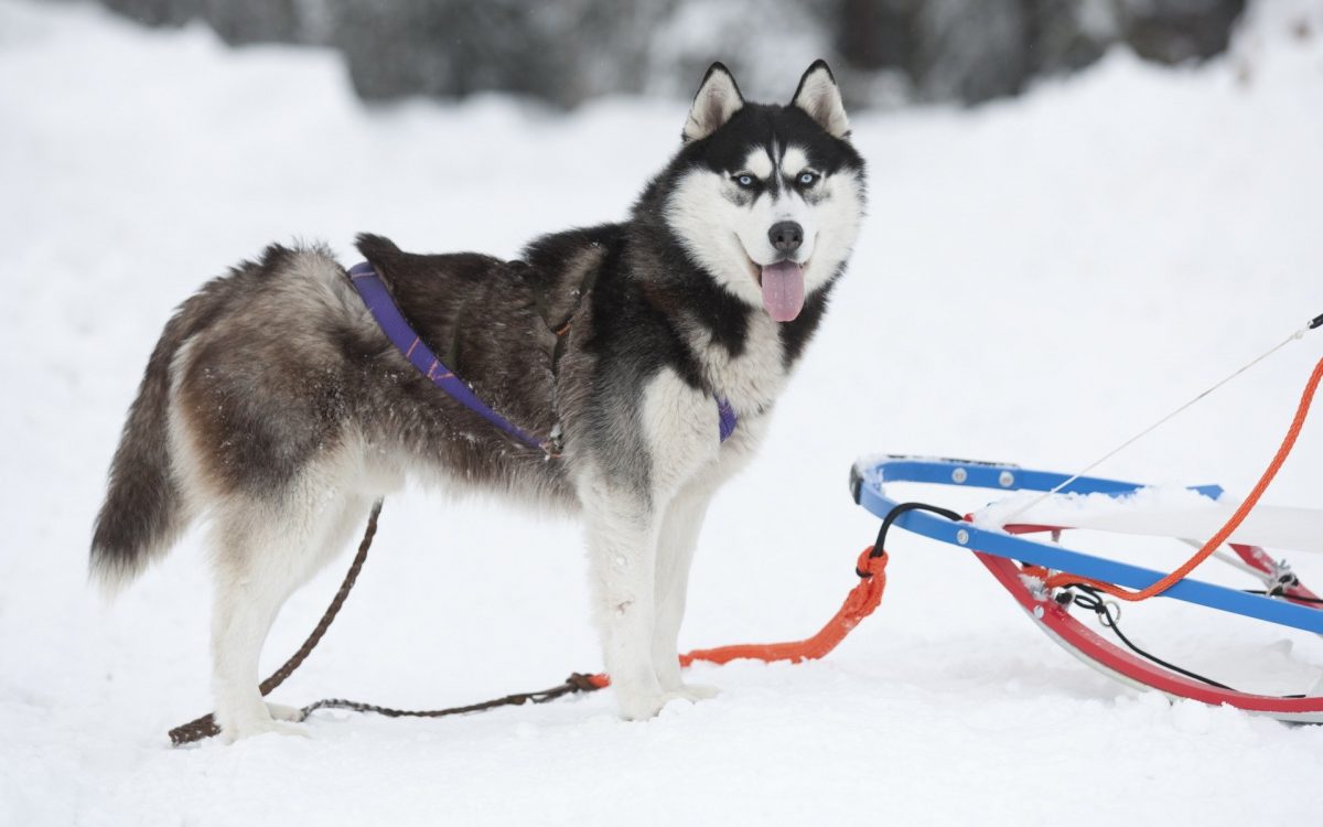 sled dog sled dog