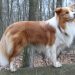 10 Breeds Of Furry Dogs furry dog