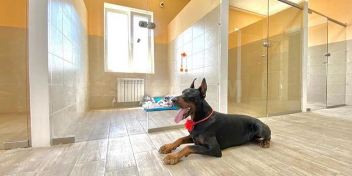 What Makes A Good Dog Boarding House?