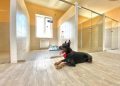 What Makes A Good Dog Boarding House?