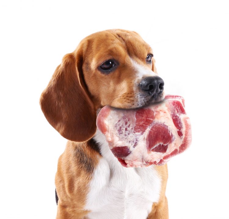 Meat Is The First And Most Important Ingredient In Dog Food