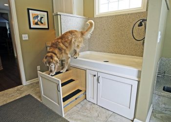 6 Hidden dangers for your dog in your home