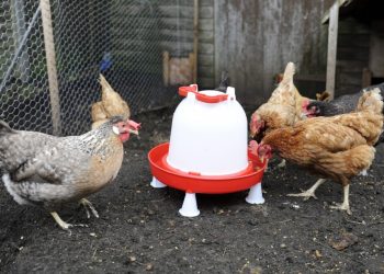 Chicken Waterer