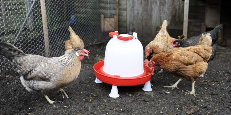 Best Chicken Waterer for Poultry Chicken Waterer