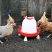 Chicken Waterer