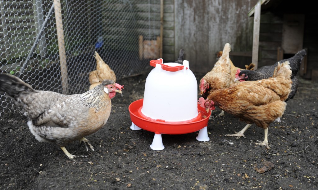 Best Chicken Waterer for Poultry Chicken Waterer