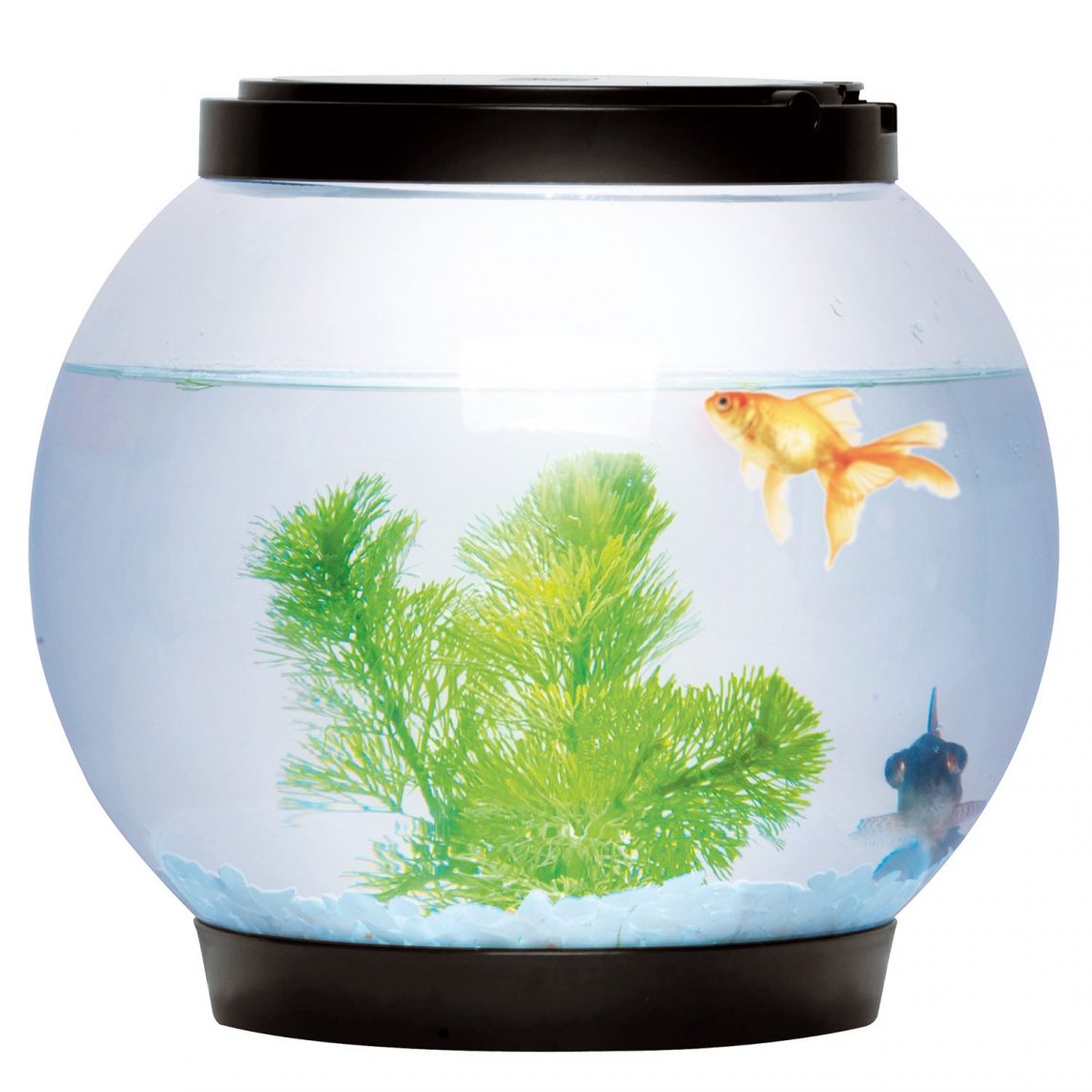 The Best Fish Tanks To Choose (2024)
