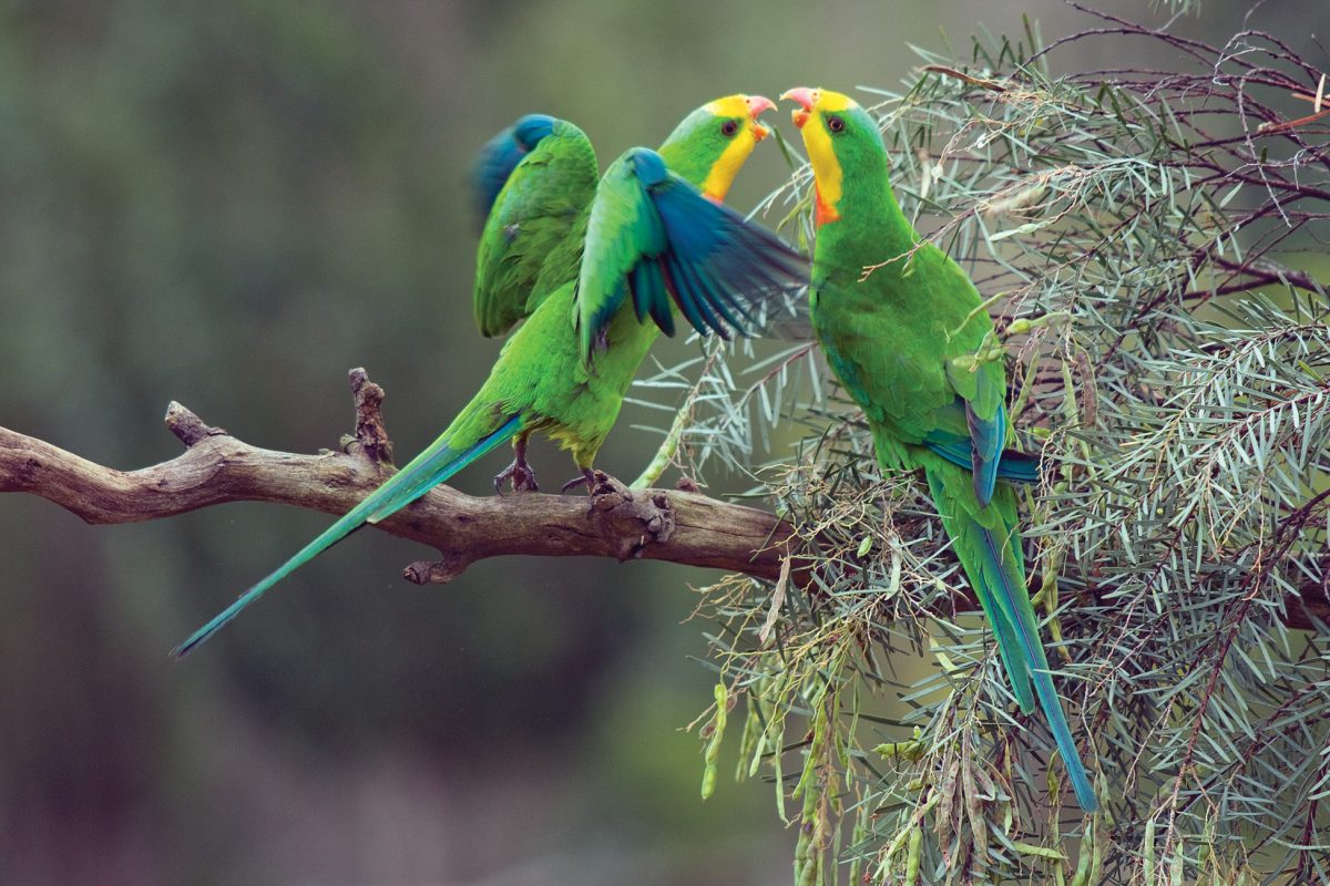 Australian parrot names