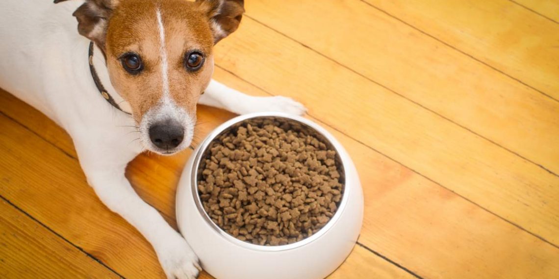 Best Dog Food For Allergies 2021 Pet Rescue Blog