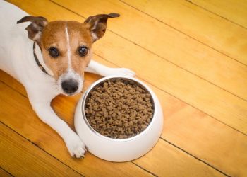 Best Dog Food For Allergies