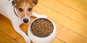 Best Dog Food For Allergies