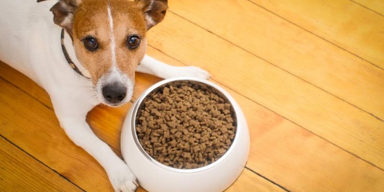 Best Dog Food For Allergies