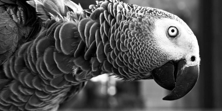 Birds As Pet