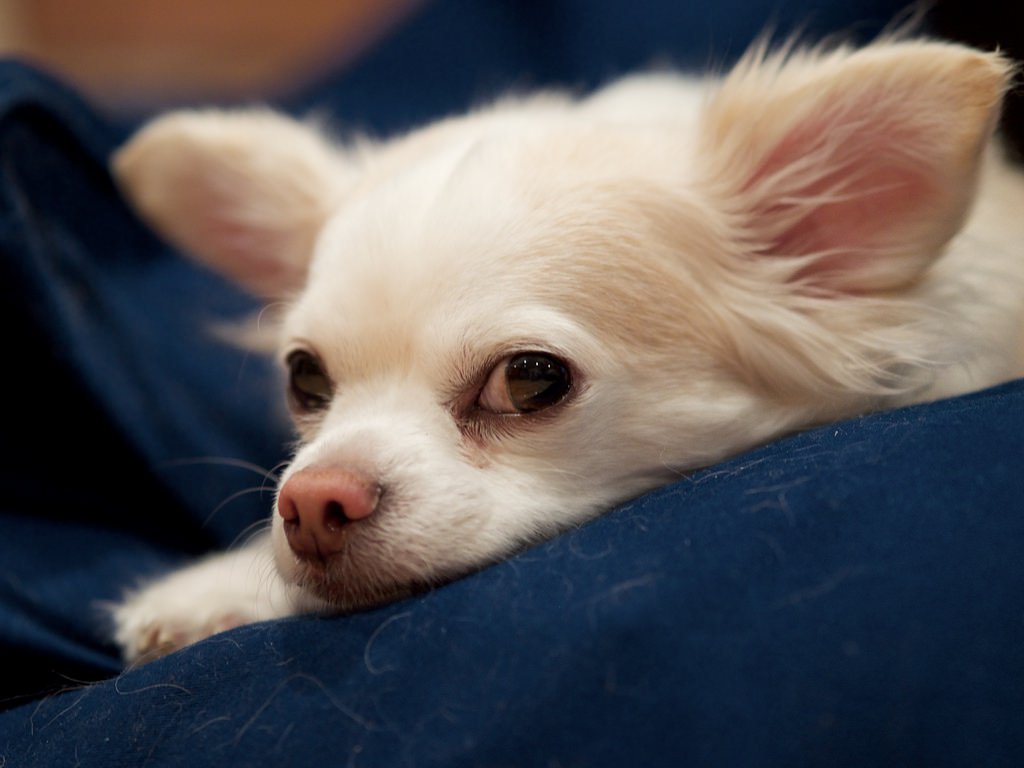 depression in dog