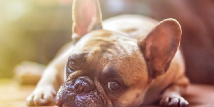 Can CBD Ease Dogs with Neuropathic Pain?