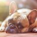 Can CBD Ease Dogs with Neuropathic Pain? Can CBD Ease Dogs with Neuropathic Pain?