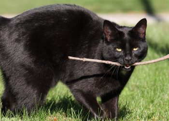 Teaching your cat to fetch (including 6 step plan)