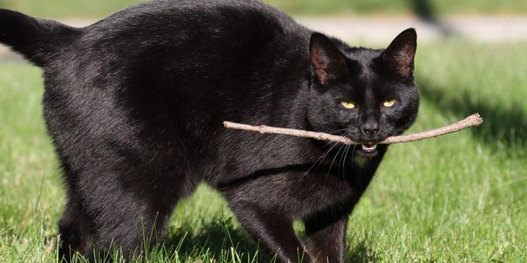 Teaching your cat to fetch (including 6 step plan)