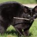 Teaching your cat to fetch (including 6 step plan) 1