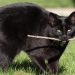 Teaching your cat to fetch (including 6 step plan) Teaching your cat to fetch (including 6 step plan)